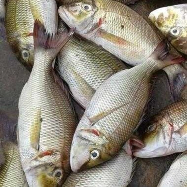 Emperor fish / Vela meen / வெல மீன் / விளை மீன் 500gm - Curry