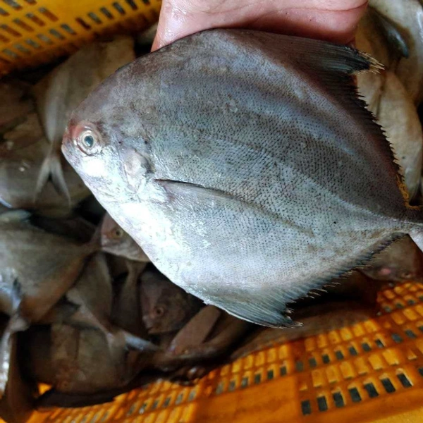 Black Pomfret / கருப்பு வாவல் மீன் - 500gm - Curry