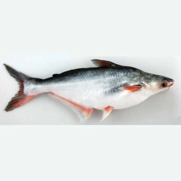 Baasa Fish / நெய் மீன் - 500gm - Curry