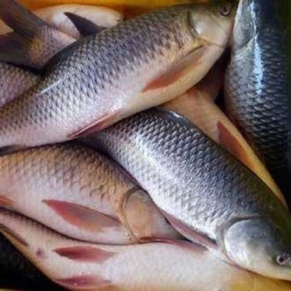 Rohu / கெண்டை மீன் - 500gm - Curry