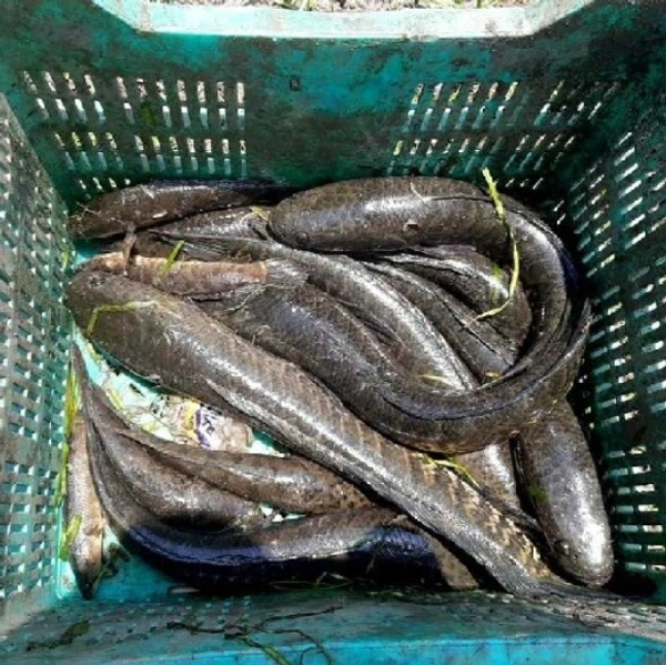 Murrel fish / விரால் மீன் 500gm