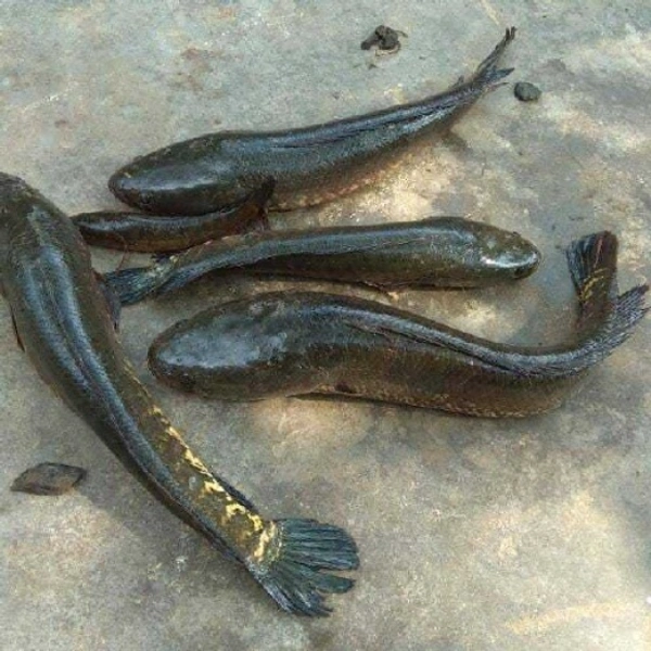 Murrel fish / விரால் மீன் 500gm
