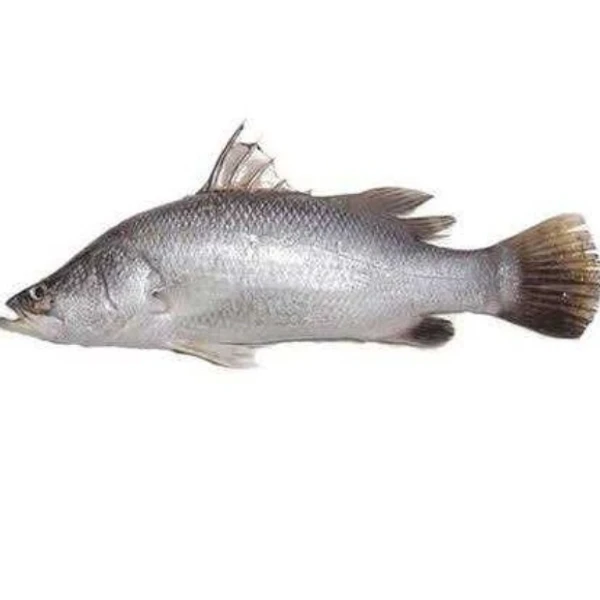 Original Seabass / koduva / அசல் கொடுவா மீன் (1kg+ size fish) - Steaks (Slices), 500gm