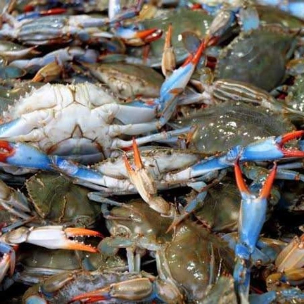 Crab / நண்டு / Blue Crab / Nandu  - Medium, 1kg