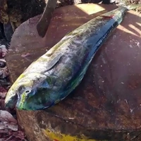 Mahi mahi fish / பர்லா மீன் (2kg+ size fish) - Steaks (Slices), 500gm