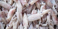 Squid / கணவாய் - Small, 500gm
