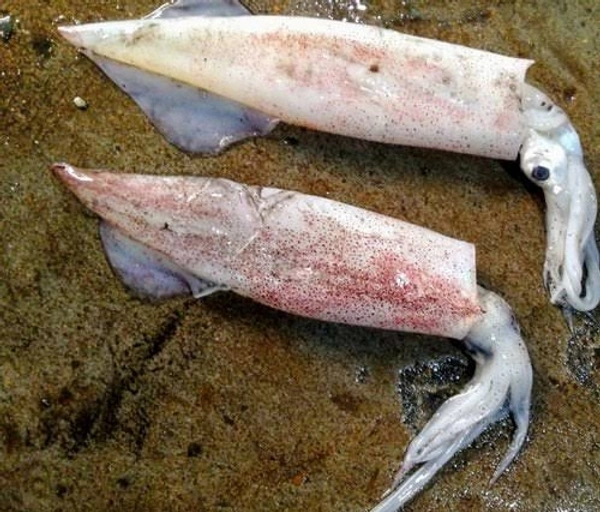 Squid / கணவாய் - Medium, 500gm