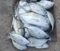 Trevally / Paarai / தேங்கா பாறை / பாறை மீன் - 500gm - Slice