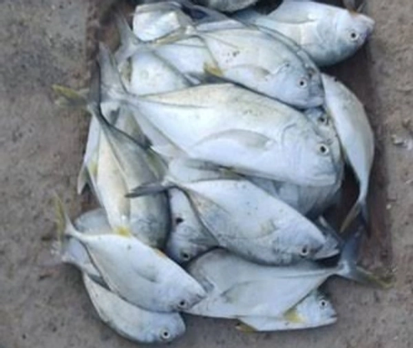 Trevally / Paarai / தேங்கா பாறை / பாறை மீன் - 500gm - Slice