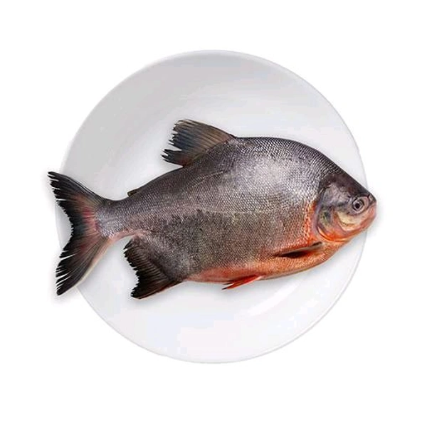 Lake Pomfret / ஏரி வாவல் மீன் 500gm - Curry