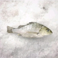White Snapper / White Seabass / Korukka / Koduva / கொருக்கை / கொடுவா மீன் - 500g - Slice