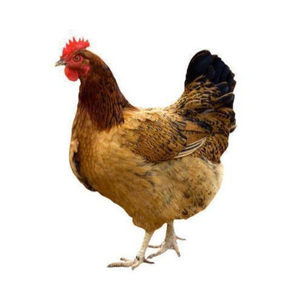 Farm Raised / Naturally Raised Country Chicken / நாட்டுக் கோழி - 500gm - Farm