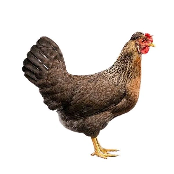 Farm Raised / Naturally Raised Country Chicken / நாட்டுக் கோழி - 500gm - Natural