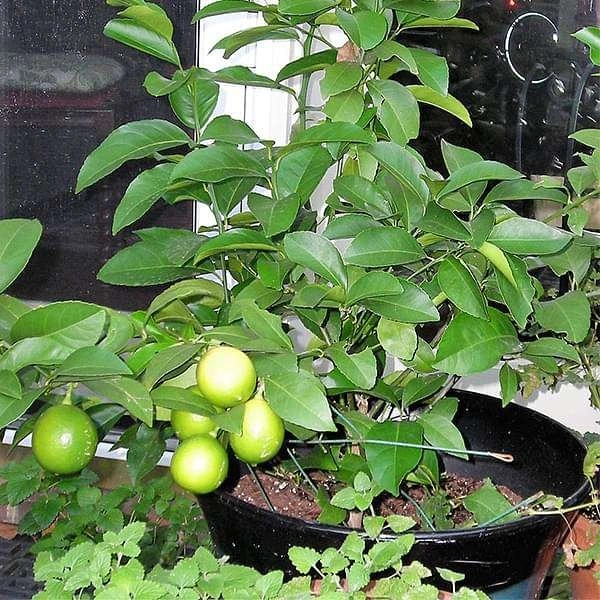 Nimboo, Lemon Tree - Plant - 