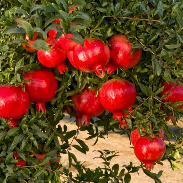 Annar, Anar (Grafted) - Plant