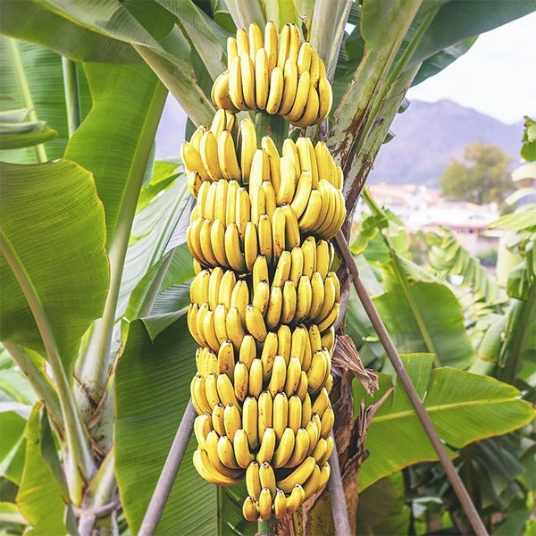 Banana - Kela - Plant