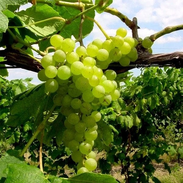Grape, Angoor ( Grafted, Seedless ) - Plant