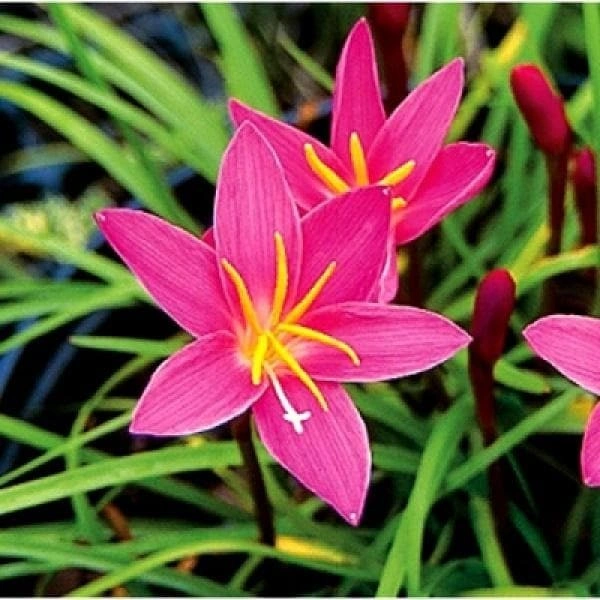 Zephyranthes Lily, Rain Lily (Random color) - Bulbs (set of 10) - Summer Sowing Flower Bulbs