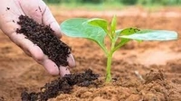 OEHB Organic Rose Care Fertilizer for all Plant 900g