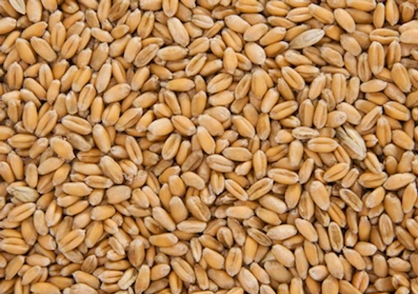 Sharbati Wheat/Godhmalu No.1 Quality - 500GM