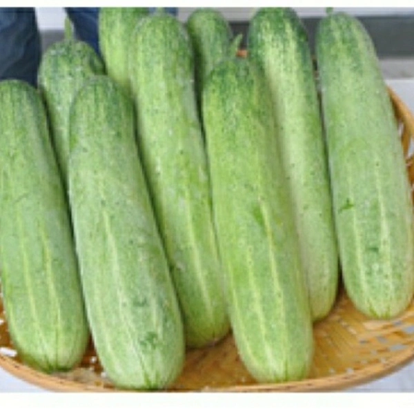 खीरा