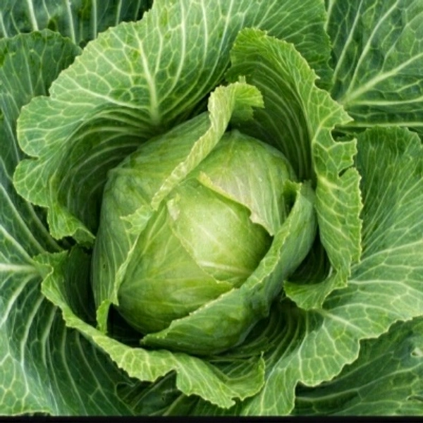 पत्ता गोभी 1kg - 