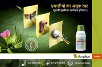 Syngenta Ampligo Insecticide (Chlorantraniliprole 10 % + Lambda cyhalothrin 5% ZC) - 200ml