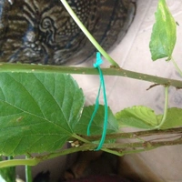 Any Where Tie