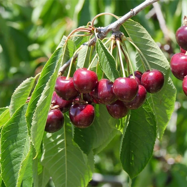 Cherry - 500Gram Box