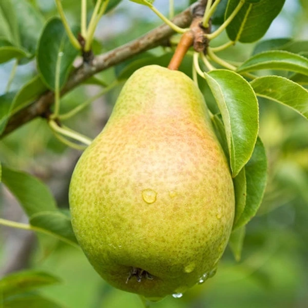 Pears -500 Grams