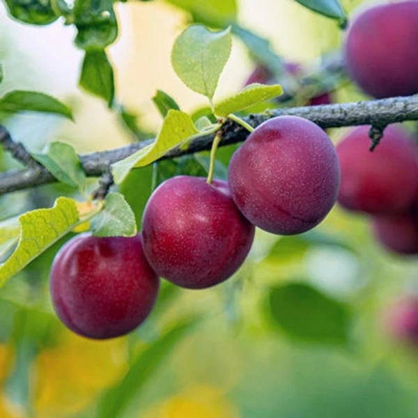 Plum - Aalo Bhukhara - 500 Grams