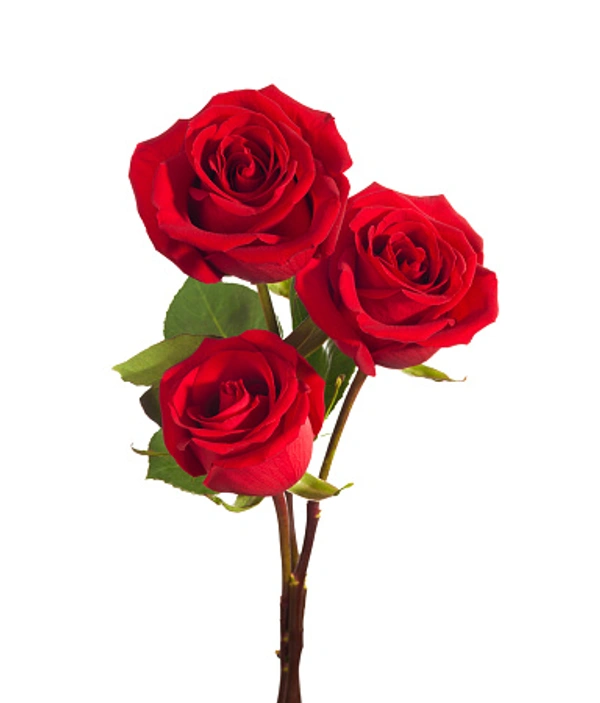 Red Roses - big 