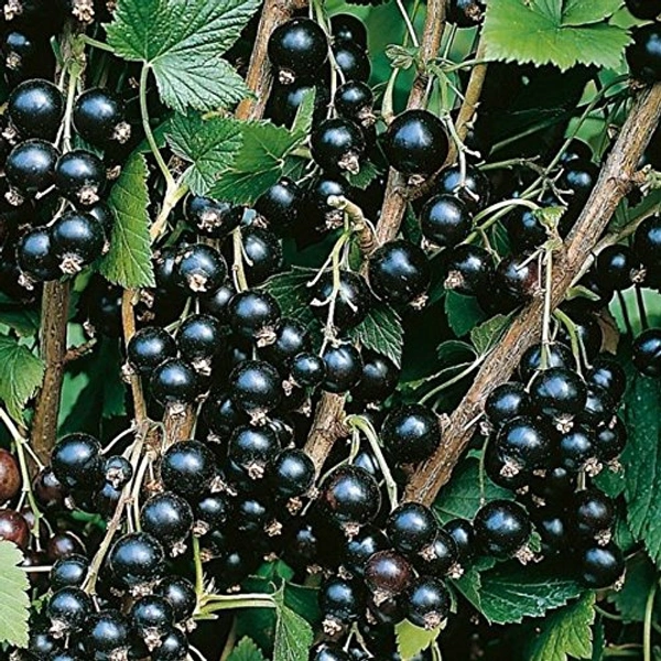 Black current 