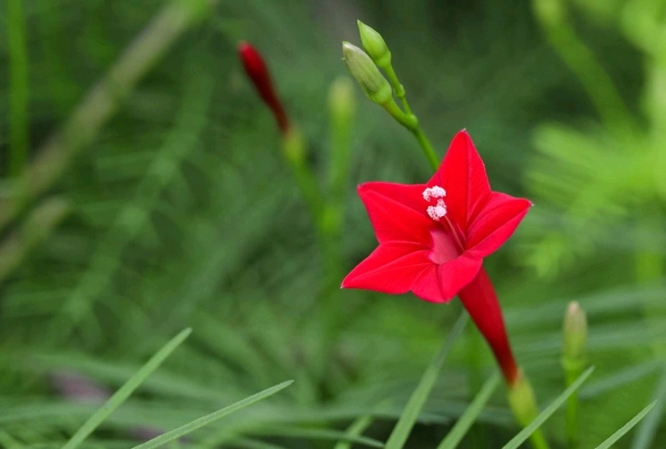 Cyprus Vine Plant