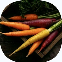 Farm Fresh Carrot / Gajar  500gm.