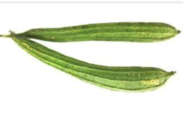 Farm Fresh Ridge Gourd /तोरी / तोरई 500gm.