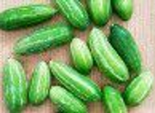 Farm Fresh Ivy Gourd/Kundri/Tindora 500gm.