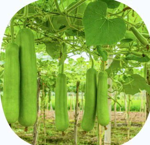 Farm Fresh Bottle Gourd /Lauki / लौकी 1kg.