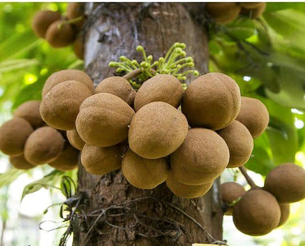 Farm Fresh Sapota / Chikoo 500gm.