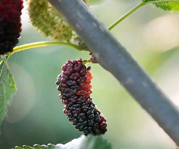 Farm Fresh Mulberry / Shahtoot 250gm.