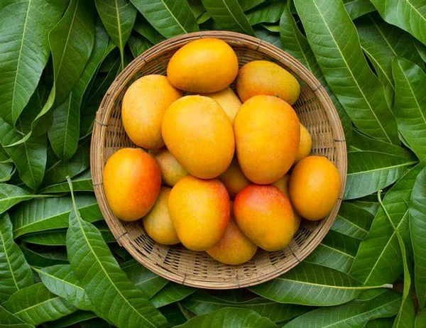 Farm Fresh Mango/ Aam Langda 1kg.