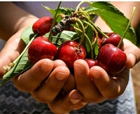 Farm Fresh Cherry /Cherry 500gm.