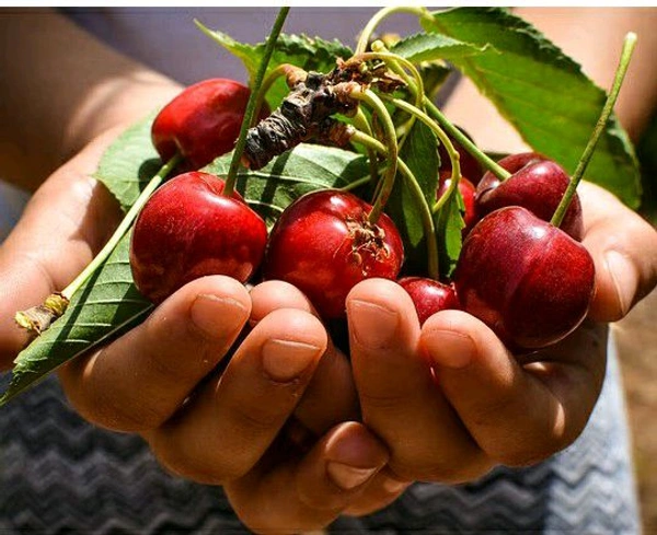 Farm Fresh Cherry /Cherry 500gm.