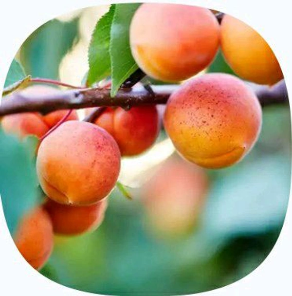 Farm Fresh Apricot / Khubani 500gm.