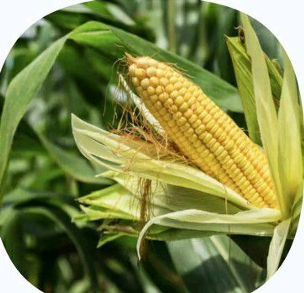 Farm Fresh Corn /Bhutta 1pc.