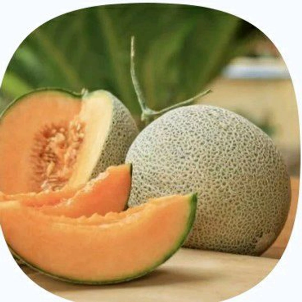 Farm Fresh Cantaloupe / Kharbooja 1kg.