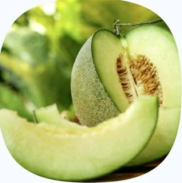 Farm Fresh Cantaloupe / Kharbooja 1kg.