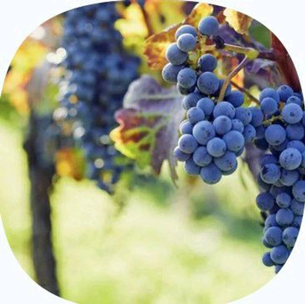 Farm Fresh Black Grapes / Kala Angoor 500gm.