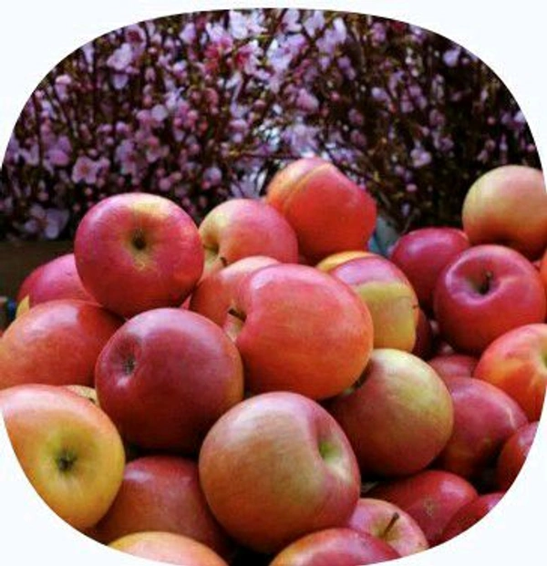 Farm Fresh Apple / Seb 1kg.