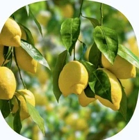 Farm Fresh Mango /Aam Dusahari 1kg.